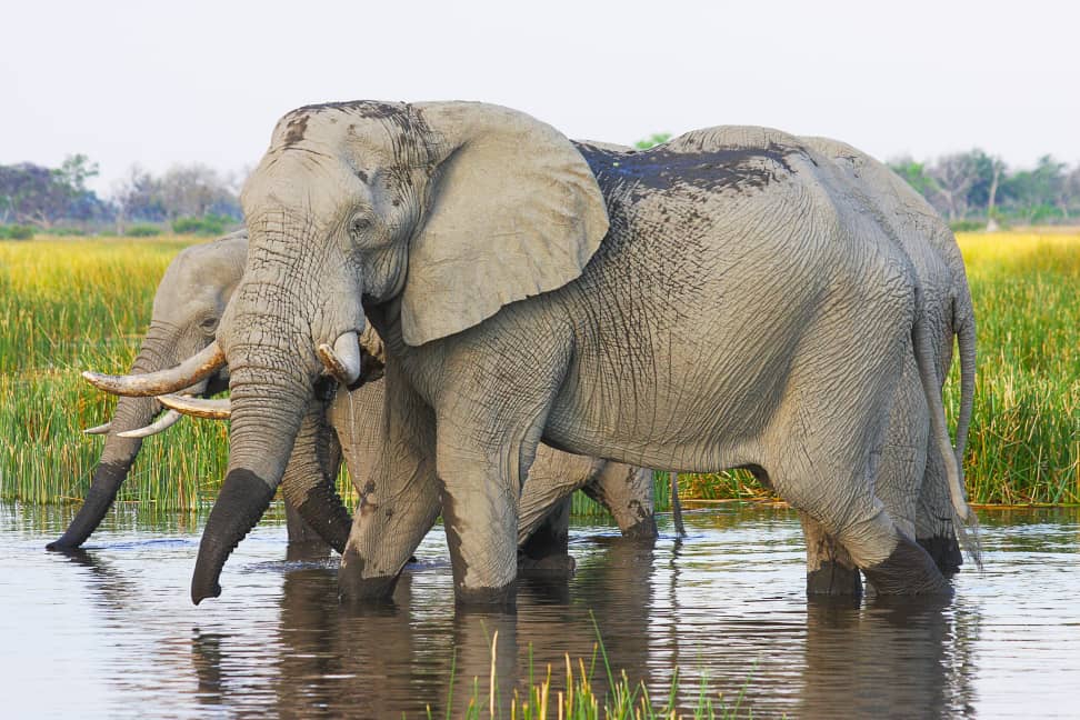 Elephants at Chobe River