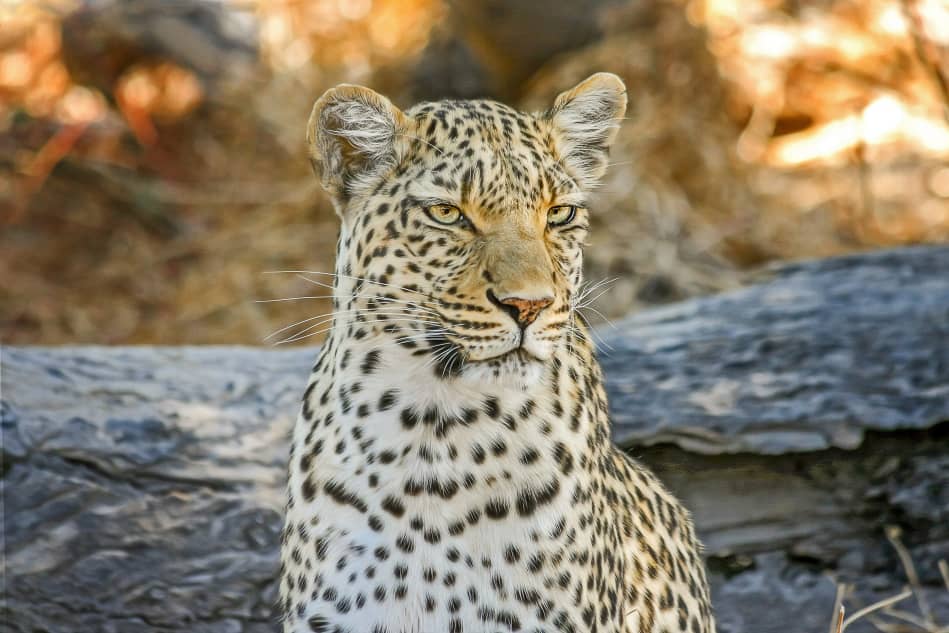 Leopard in the wild