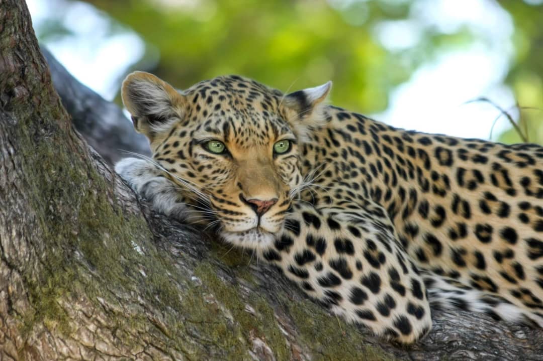 Leopard resting in tree