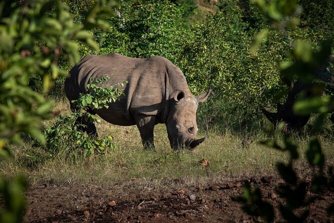 White rhinos approached on foot in Mosi-oa-Tunya National Park