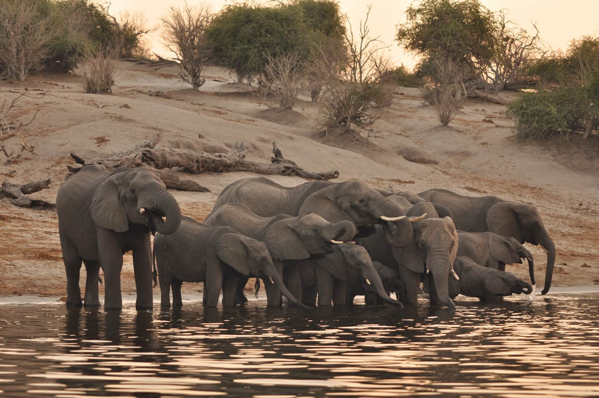 Elephant herd on the Chobe riverfront, Botswana